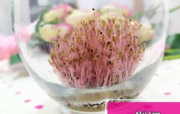 عکس سبزه ی خرفه