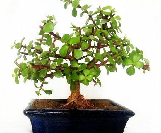 عکس سبزه ی خرفه