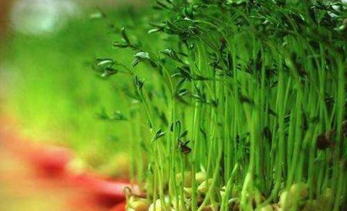 عکس سبزه تازه جوانه زده