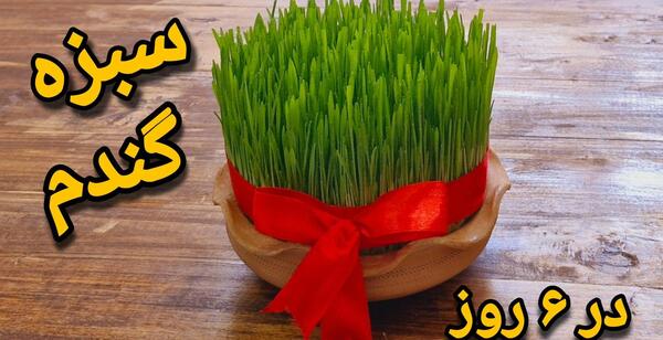 عکس سبزه تازه جوانه زده