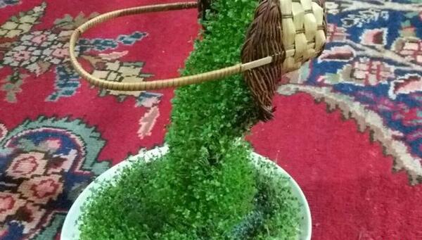 عکس سبزه تخم شربتی و خاکشیر