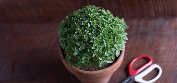 عکس سبزه تخم شربتی و خاکشیر