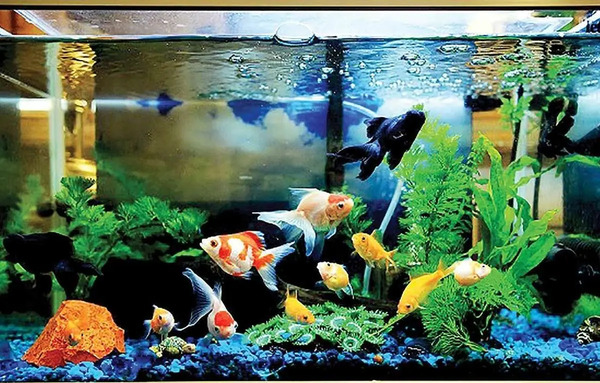 عکس سبزه آکواریومی