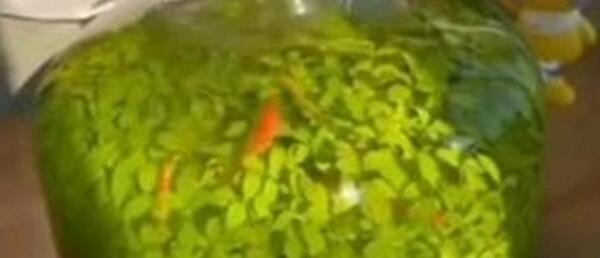 عکس سبزه آکواریومی