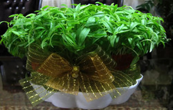 عکس سبزه ارزن برای عید