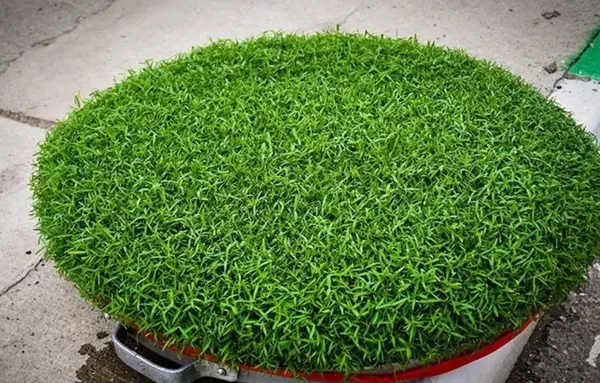 عکس سبزه ارزن برای عید