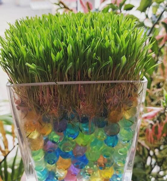 عکس سبزه ارزن برای عید