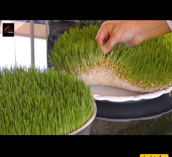 عکس سبزه ارزن برای عید