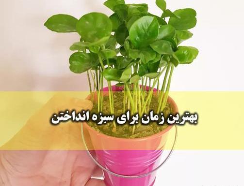 عکس سبزه ارزن برای عید
