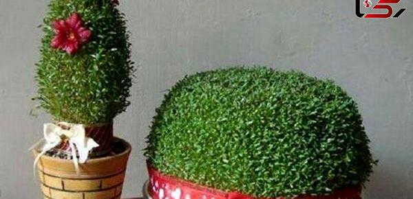 عکس سبزه ارزن برای عید