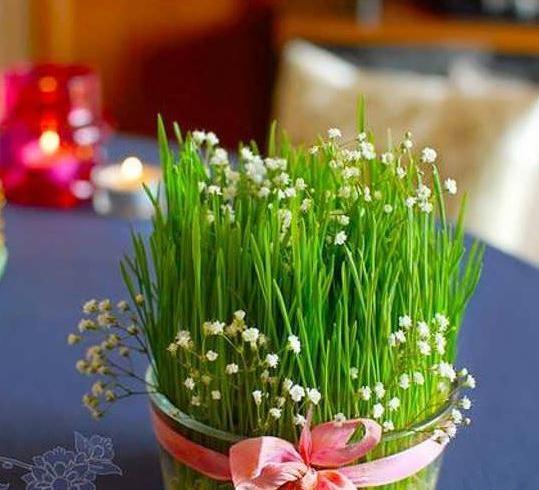 عکس از سبزه ماش