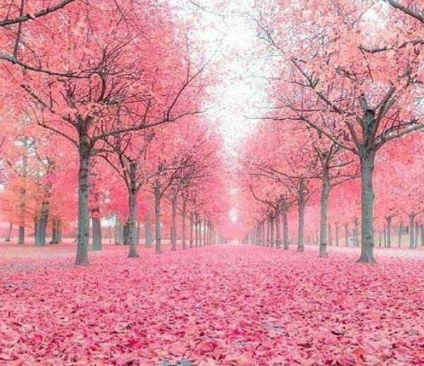عکس خواننده اهنگ گیسو نارنجی