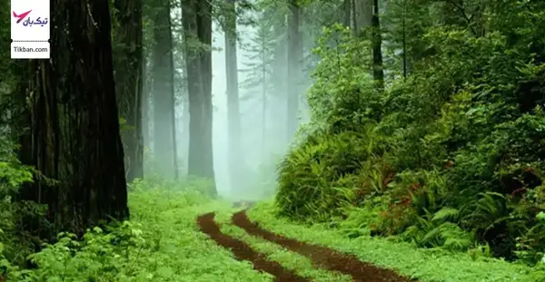 عکس جنگل گیسوم شمال