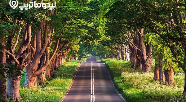 عکس جنگل گیسوم شمال