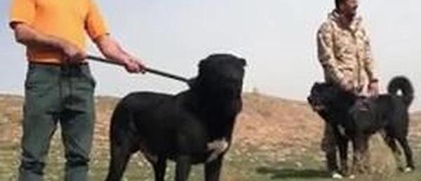 عکس سگ سرابی و پژدر