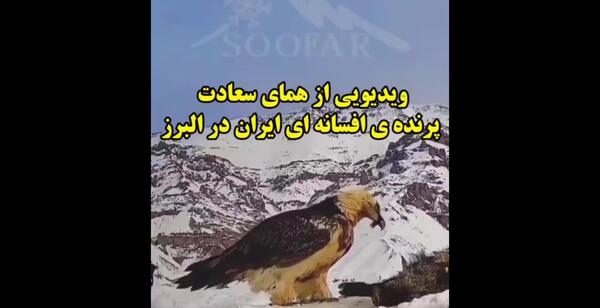 عکس همای سعادت و عقاب
