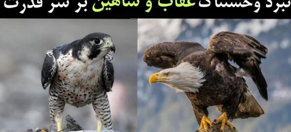 عکس عقاب با پرچم افغانستان