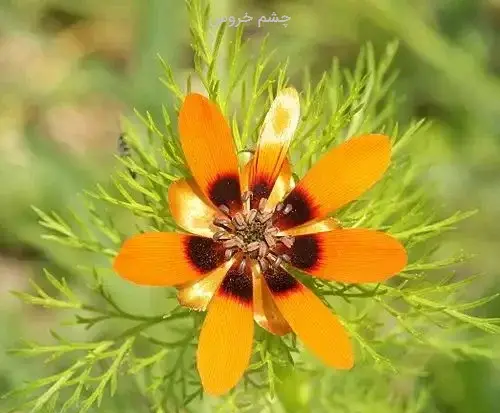 عکس گیاه چشم خروس