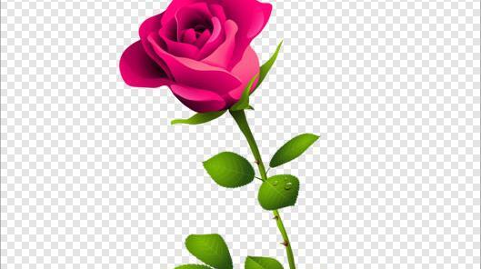 عکس صفحه سفید گل دار