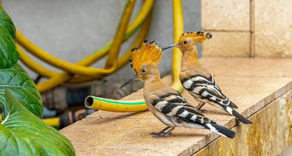 عکس هدهد سفید واقعی