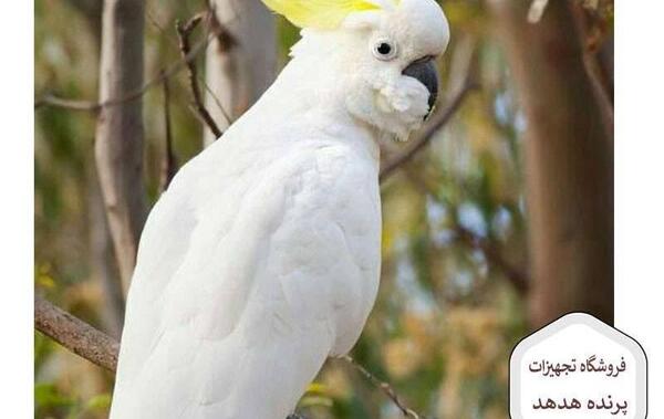 عکس پرنده هدهد سفید