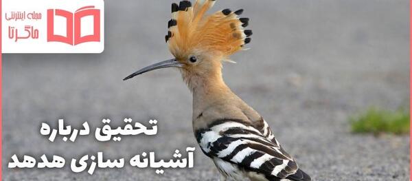 عکس پرنده هدهد سفید