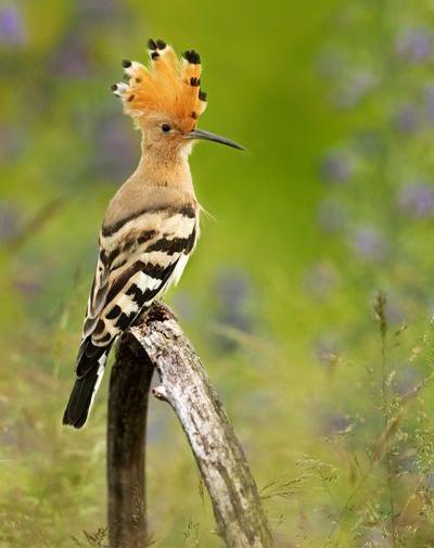 عکس پرنده هدهد سفید