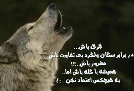 عکس پروفایل گرگ زیبا