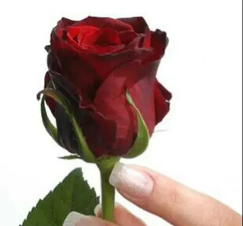 عکس داداشای گلم روزتون مبارک