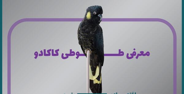 عکس طوطی کاکادو مشکی