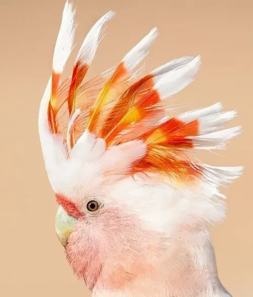عکس طوطی کاکادو مشکی