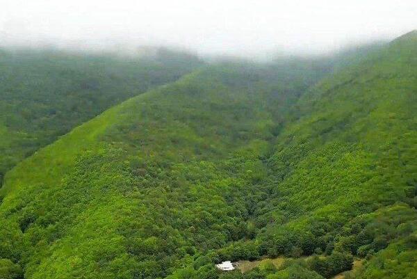 عکس جنگلی که رئیس جمهور در آن سقوط کرد