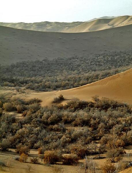 عکس جن تو باغ