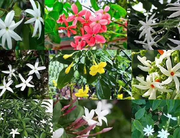 عکس از گل یاسمین