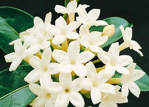 عکس از گل یاسمین