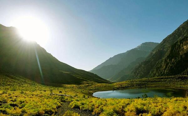 عکس گل دریاچه