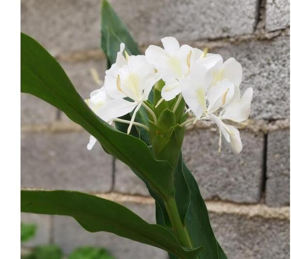 عکس گل گیاه زنجبیل
