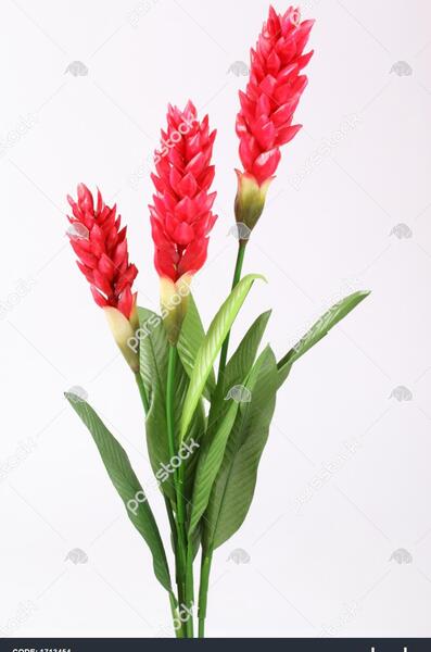 عکس گل گیاه زنجبیل