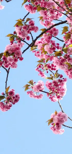 گل زیباترین عکس طبیعت بهاری
