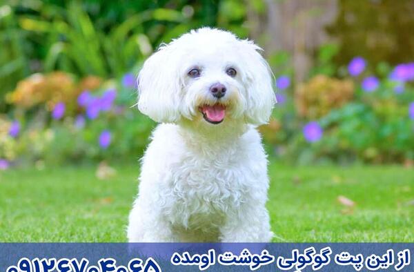 عکس سگ نژاد مالتیز
