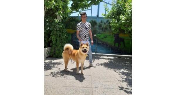 عکس سگ ژاپنی هاچیکو