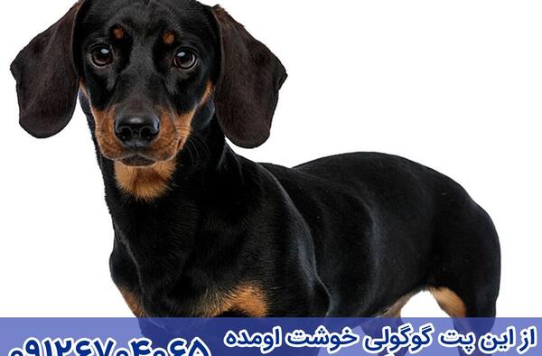 عکس سگ داشهوند