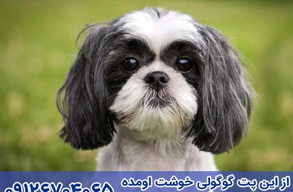 عکس از سگ شیتزو