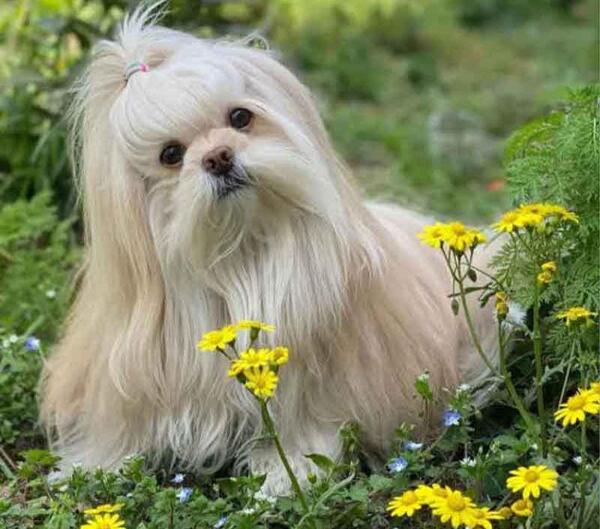 عکس های سگ شیتزو