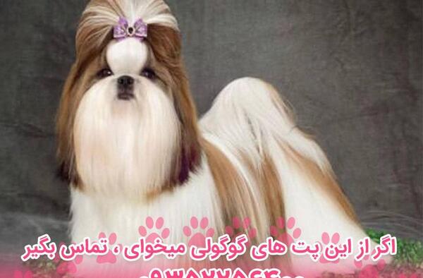 عکس نوزاد سگ شیتزو