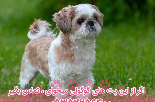 عکس سگ شیتزو ایرانی