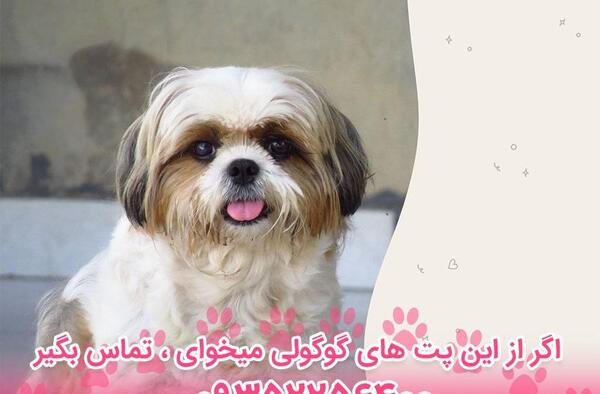 عکس سگ شیتزو ایرانی