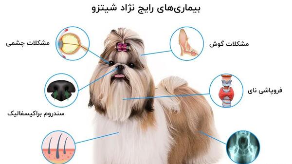 عکس تصویر سگ شیتزو تریر