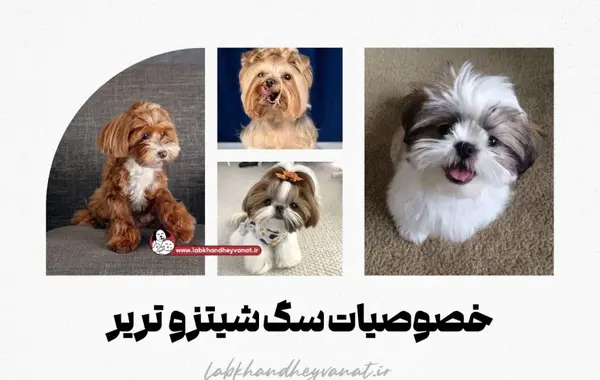 عکس توله سگ شیتزو