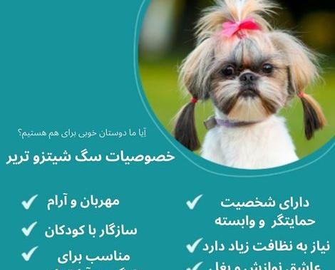 عکس بچه ی سگ شیتزو تریر